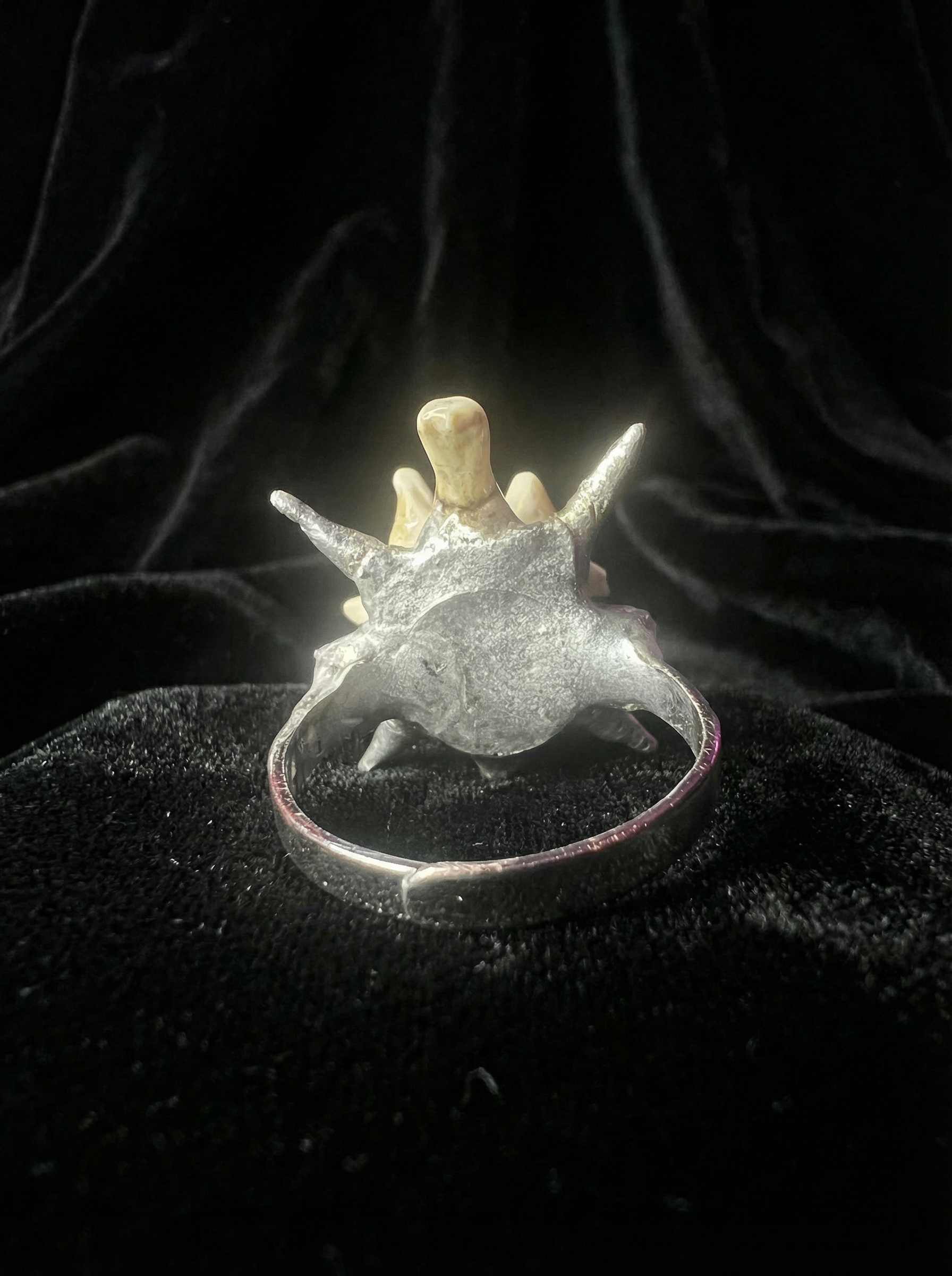 Vertebral Burst Ring